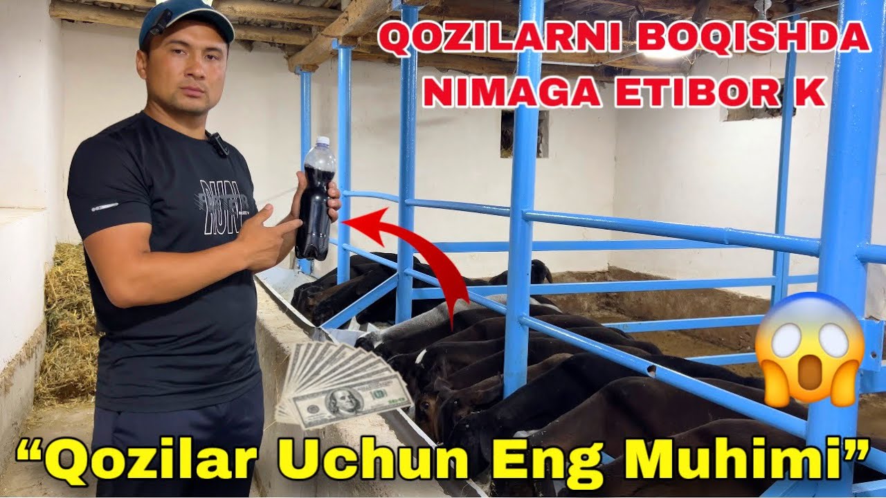 O’ZIMNI QO’ZILARIM“Qozilar Tez O‘sishi Uchun Nima Qilish Kerak?”Koring😱😳