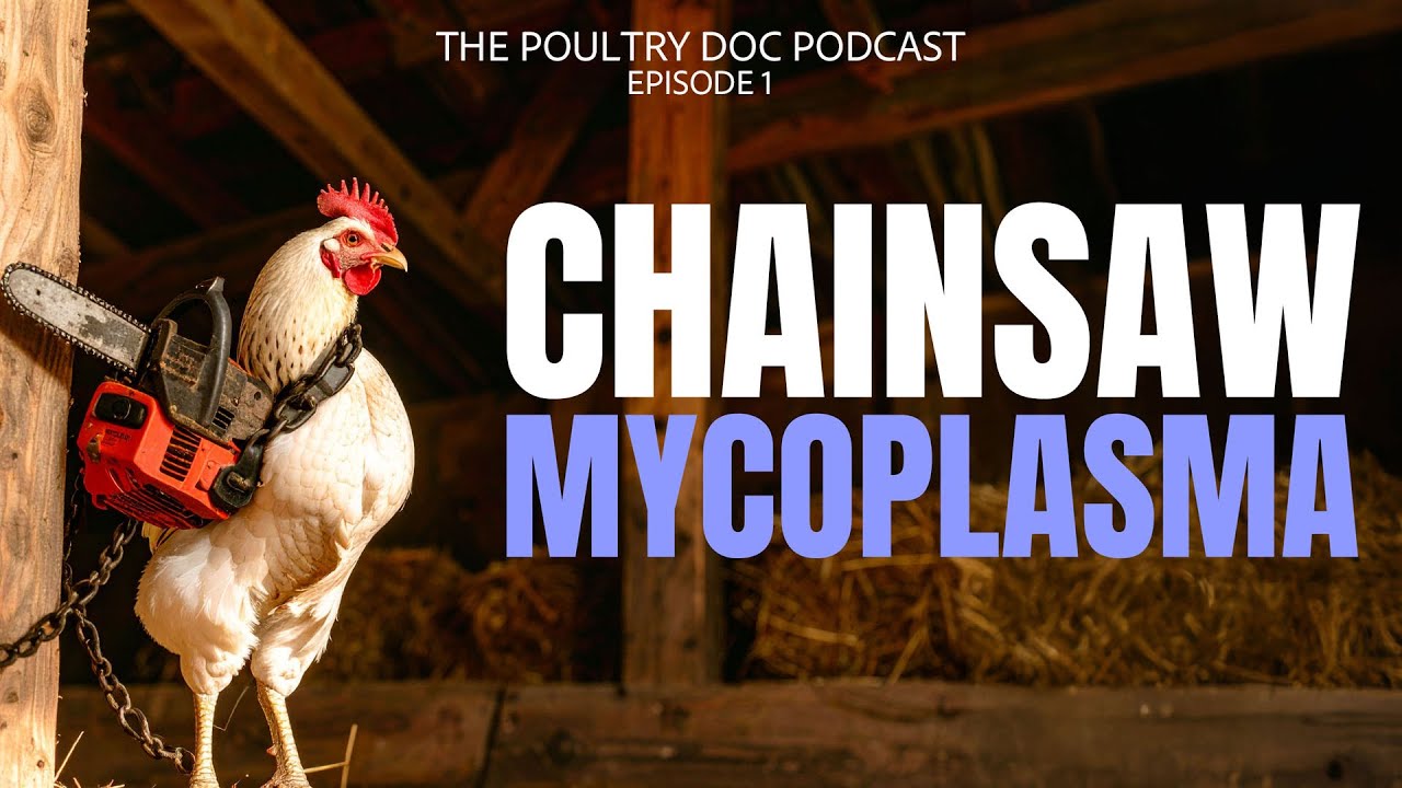 Poultry Vet Dr. Blayne on Mycoplasma: How to Detect it Early and How to Protect Your Flock
