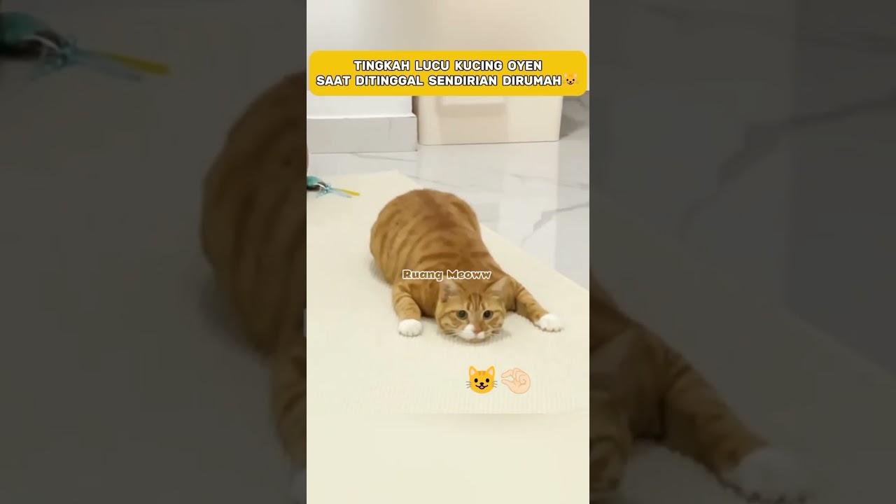 OYEN'S RANDOM BEHAVIOR 😂#shorts #catlovers #funnycats #cats #animals
