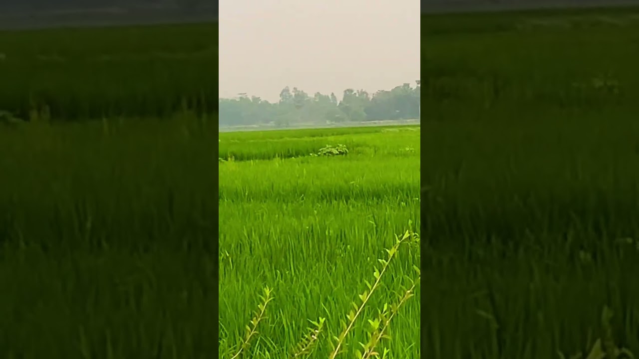 Mizanur Rahman Azhari waz #tranding #viral #bangladesh