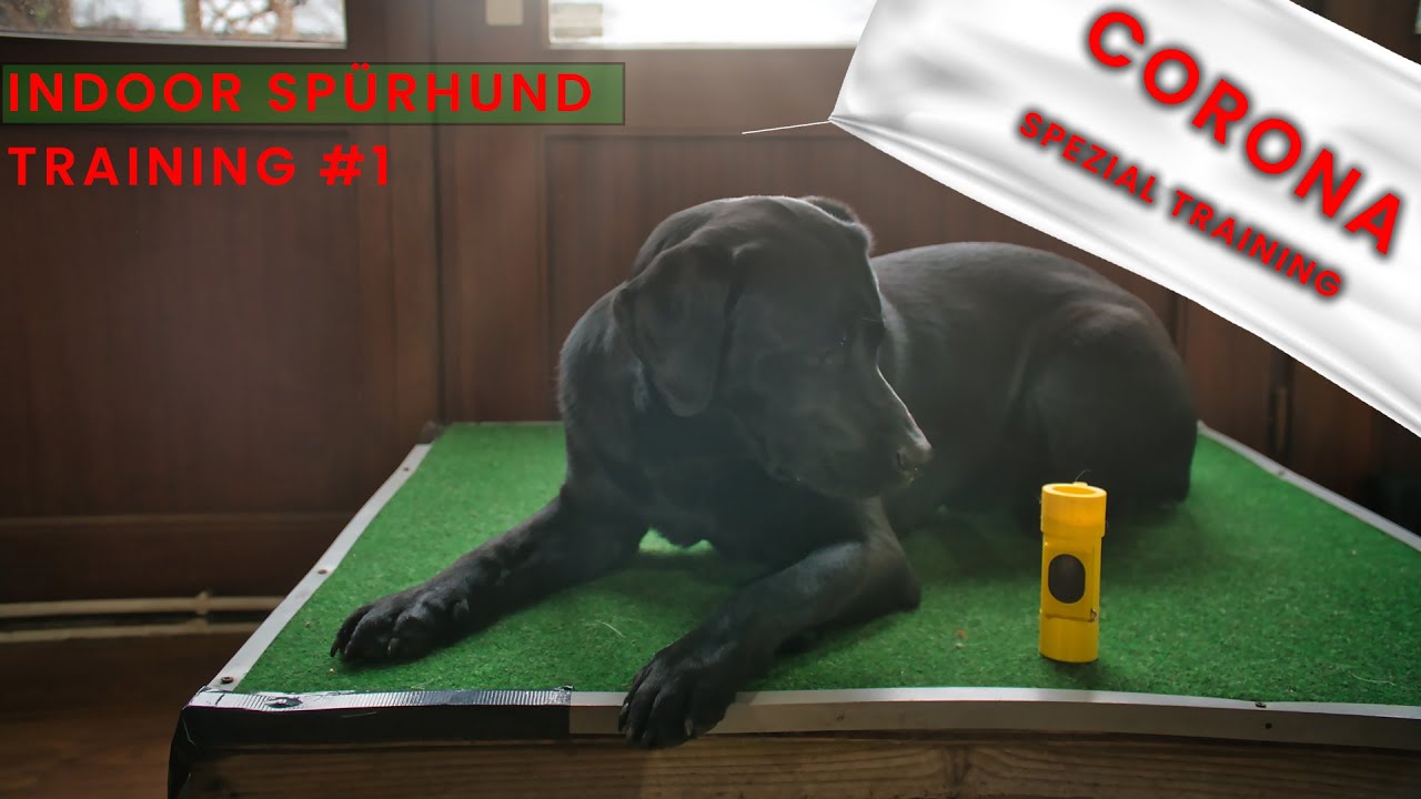 Indoor Training Spürhundtraining Target & Decke