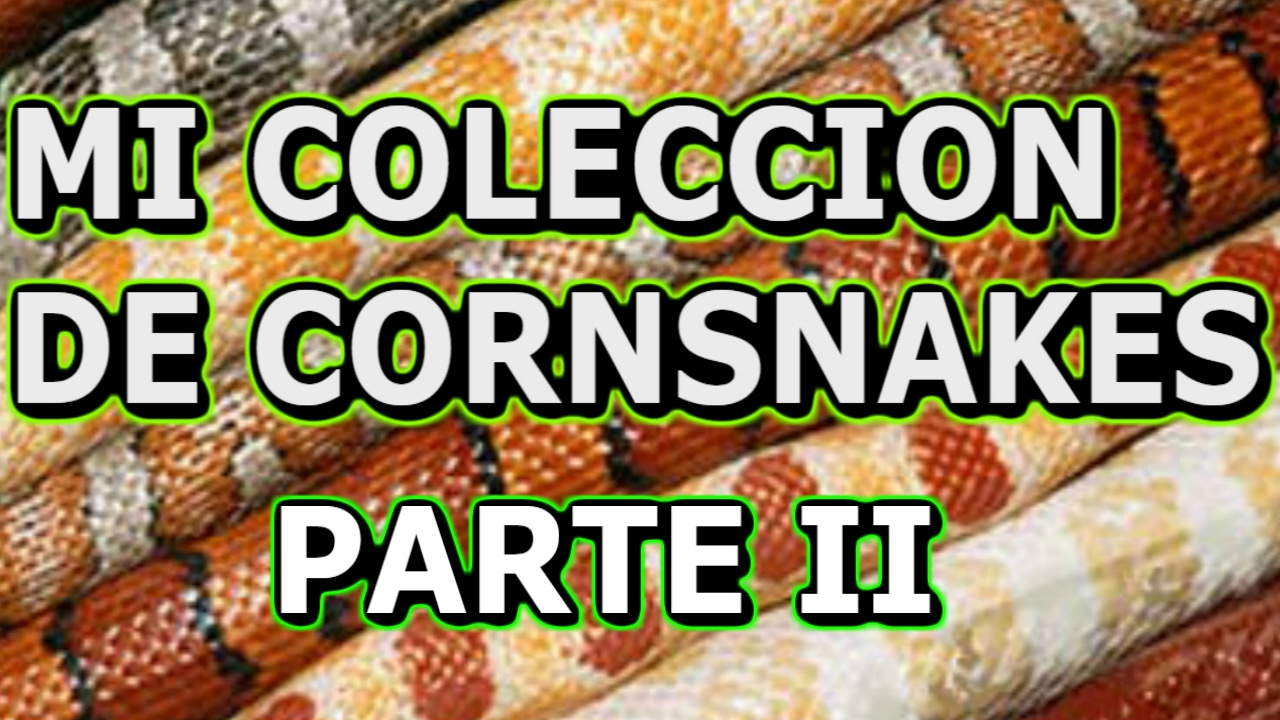 MI COLECCION DE CORNSNAKES  (SERPIENTES DEL MAIZ) PARTE 2