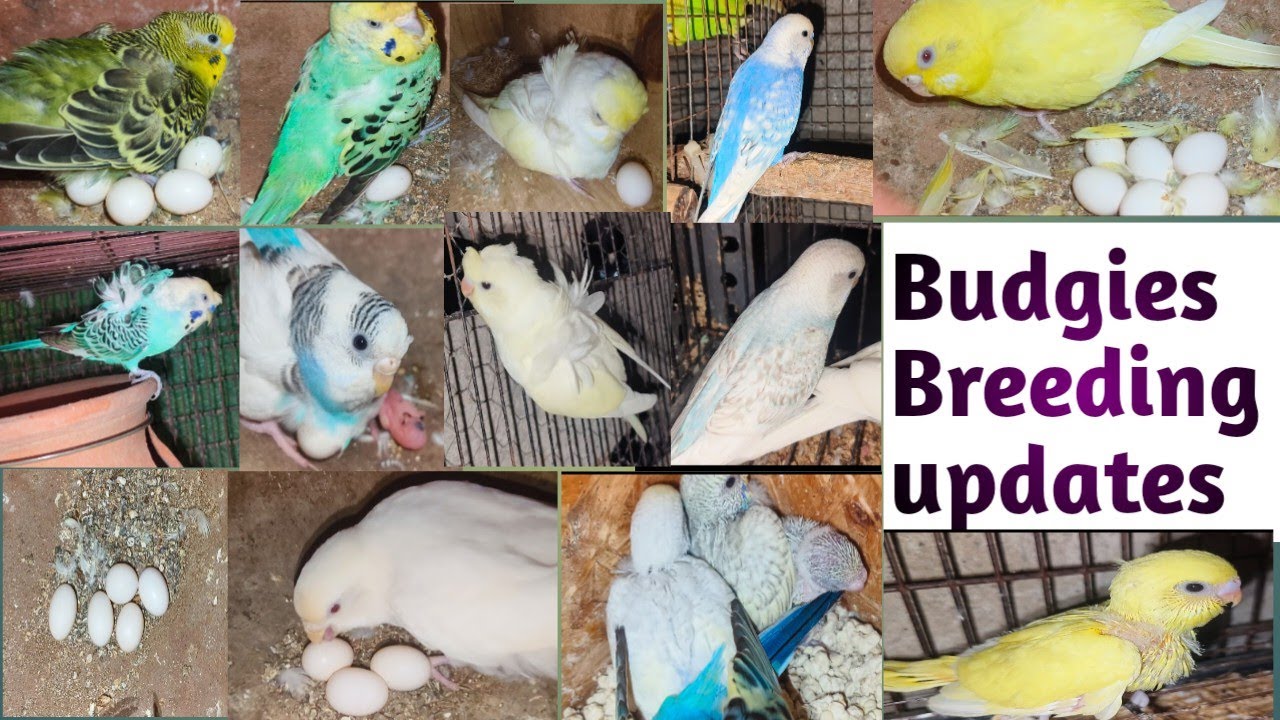 Budgies breeding update in Tamil | #pettalkies #budgiesbreeding #lovebirds #budgieschicks #budgies