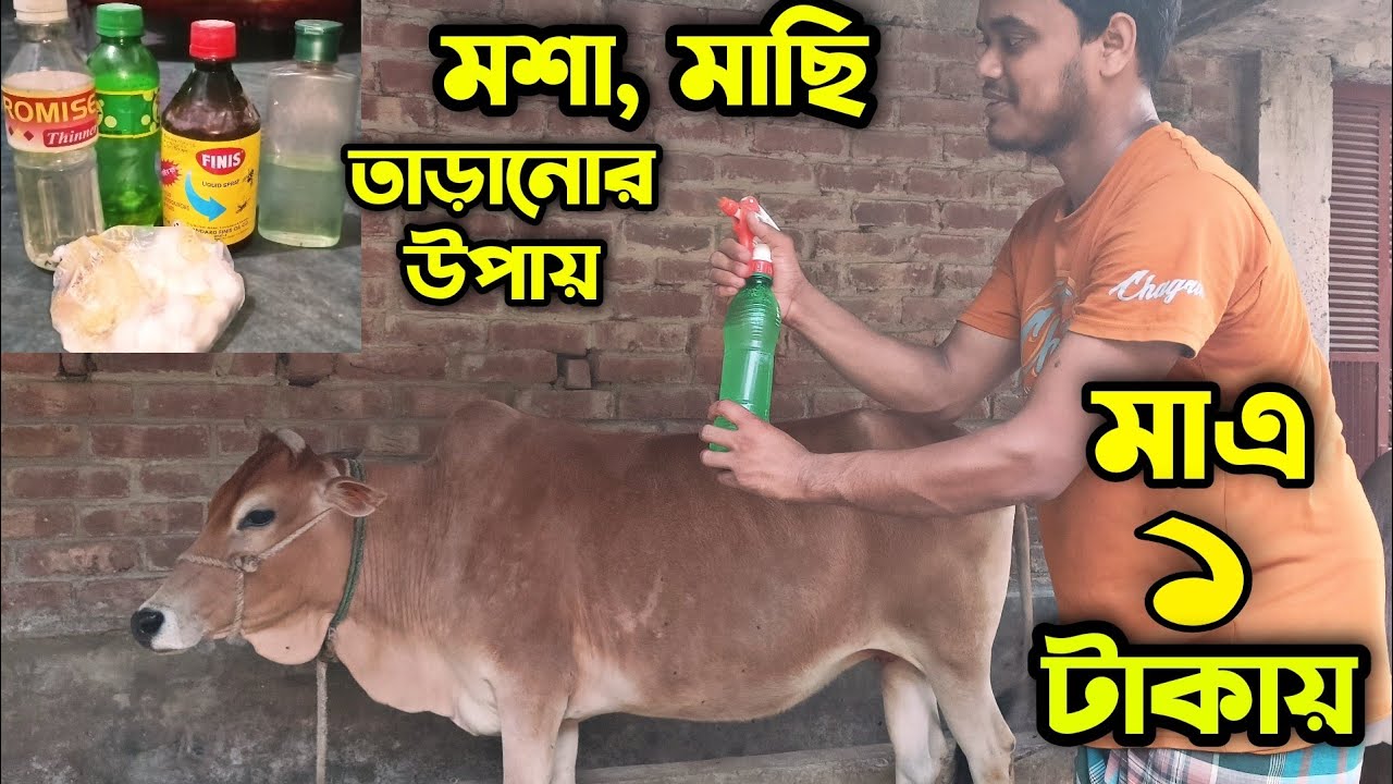 গরুর খামারে মশা,মাছি মারার সহজ উপায় | মশা,মাছি তাড়ানোর উপায় |Easy way to kill mosquitoes and flies