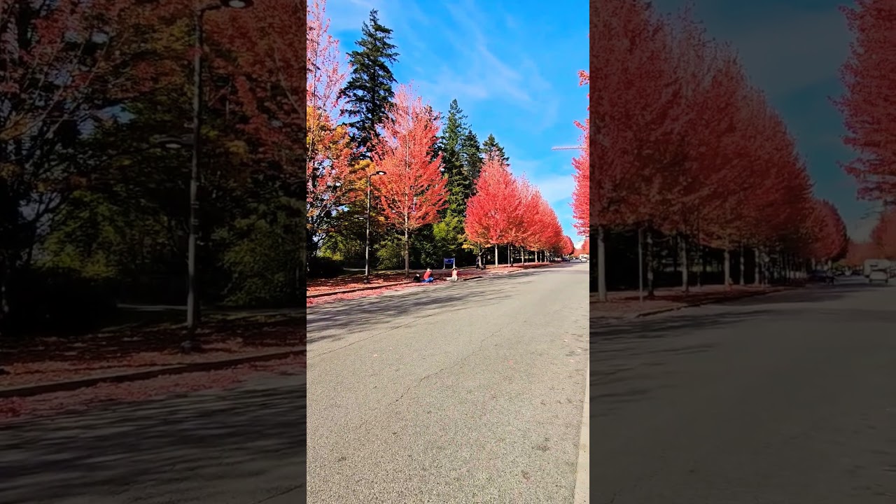 #gorgeous #views #relaxing #walk #breathtakingviews #colorful #trees #fall #vancouver #canada
