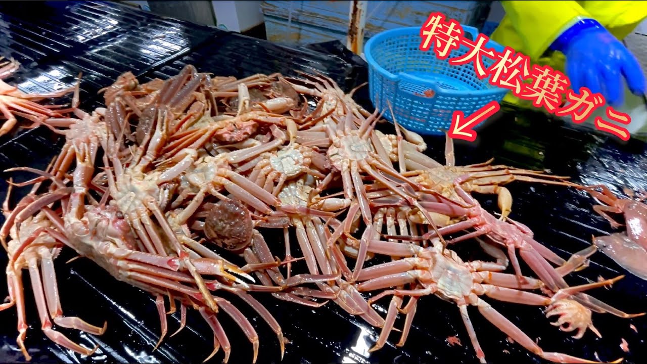 【松葉ガニ】新年1発目の漁は、特大松葉ガニが大漁！今シーズン初1.7キロOverも取れました！