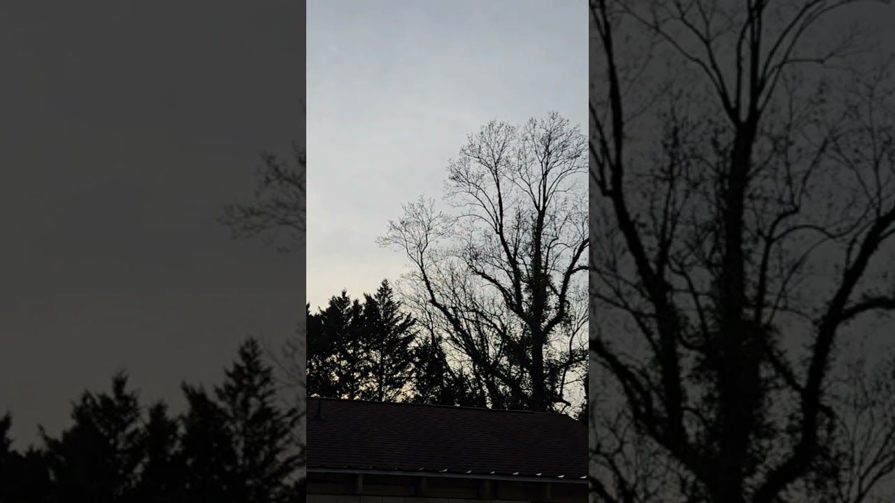 Sunset 🌇 #sunset #birds #birdchirping #ytshorts #shorts #shortvideo #shortsfeed