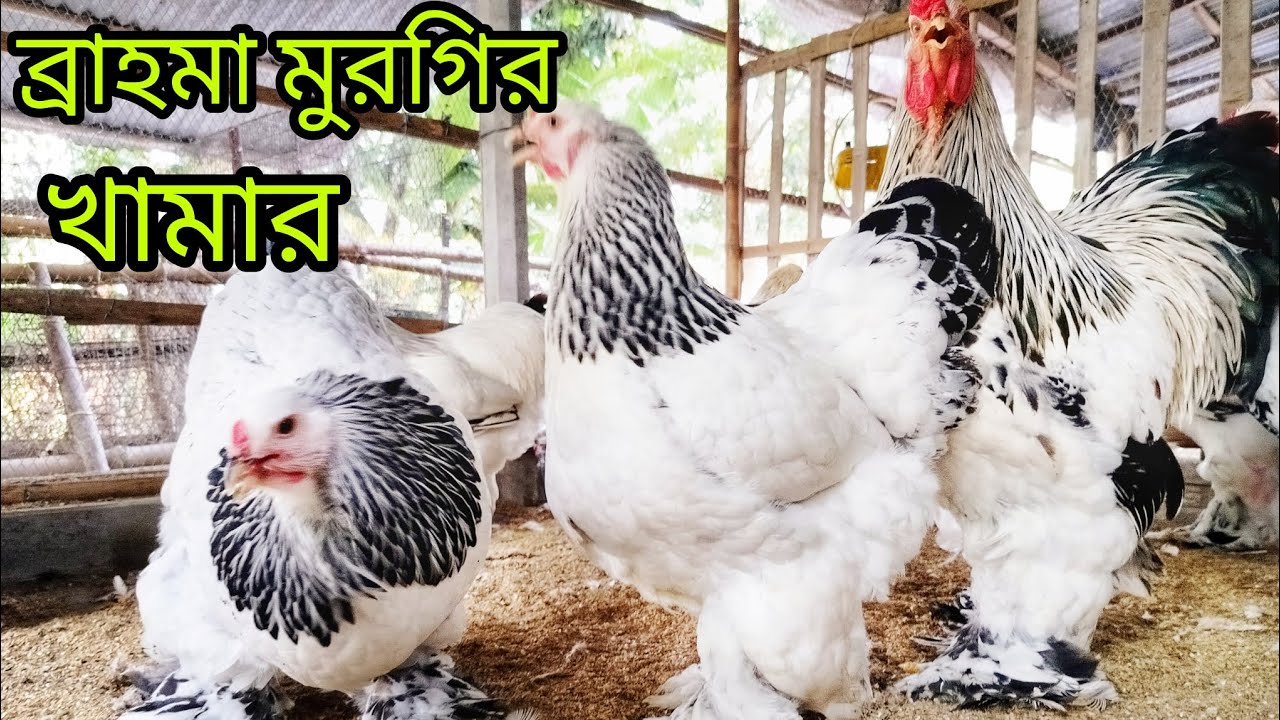 বিশ্বের সবচেয়ে বড় মুরগি কলম্বিয়ান লাইট ব্রাহমা/ব্রাহমা মুরগি/ব্রাহমা মুরগির দাম জানুন 01740230475