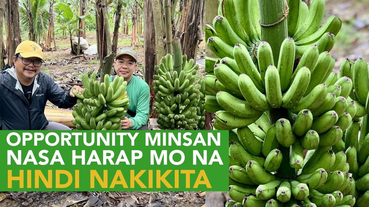 Opportunity Minsan nasa Harap mo na Hindi mo Nakikita, Mga Pwede Pagkakitaan pa sa Lacatan Farming!