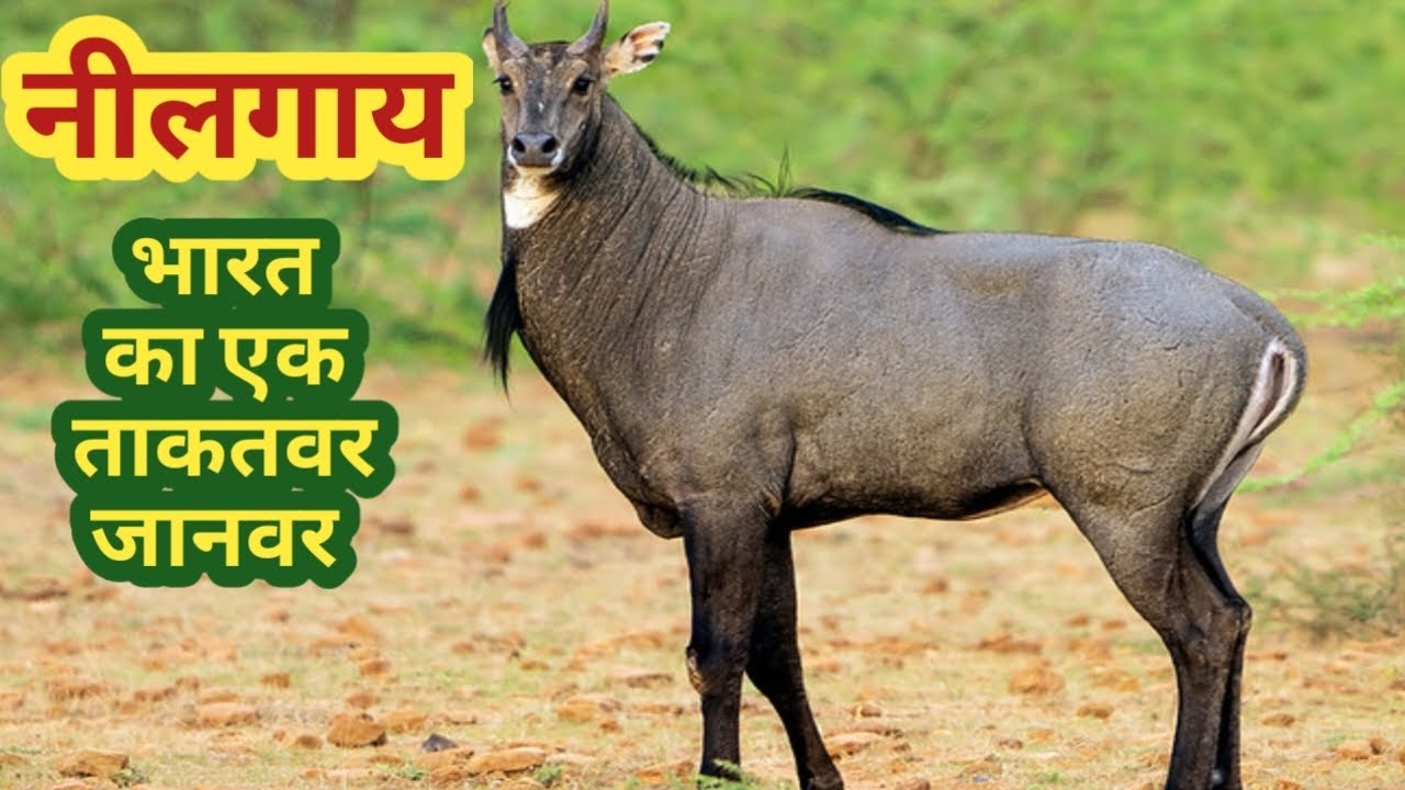नीलगाय क्या आपने देखा।। Nilgai Ek Heaviest Janwar।। भारत का ताकतवर जानवर।।