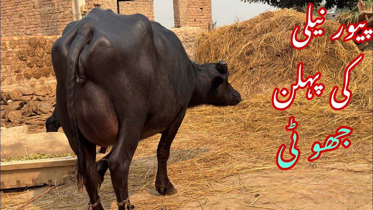 پیور نیلی کی پہلن جھو ٹی فار سیل pure Nilli high milking buffalo for sale in Punjab Pakistan YouTub￼