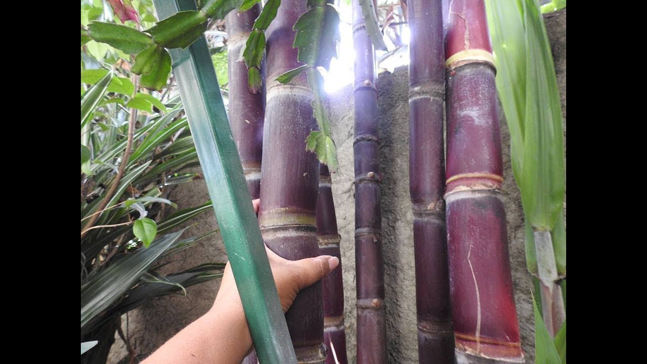 VEJA! CANAS GIGANTE DO MEU QUINTAL 🌾🌾🌾😲
