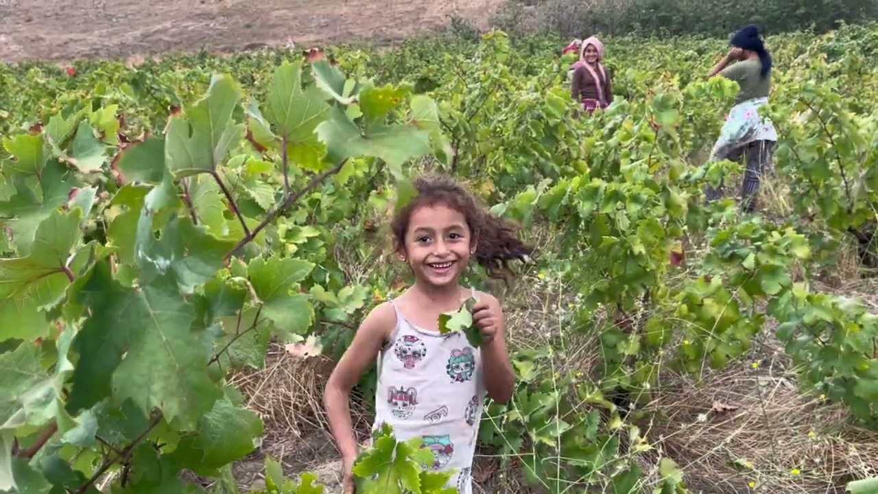 Adakarası ( Avşa Adası Üzüm Yolculuğu )