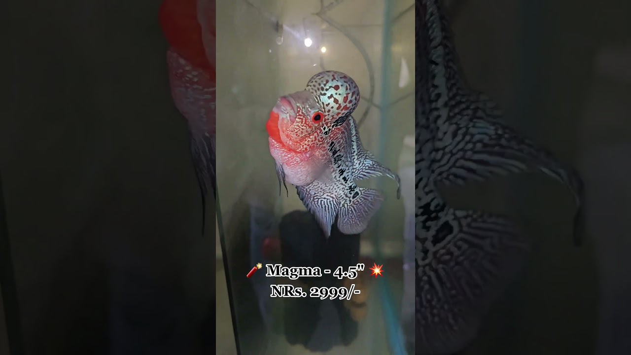 Magma Flowerhorn