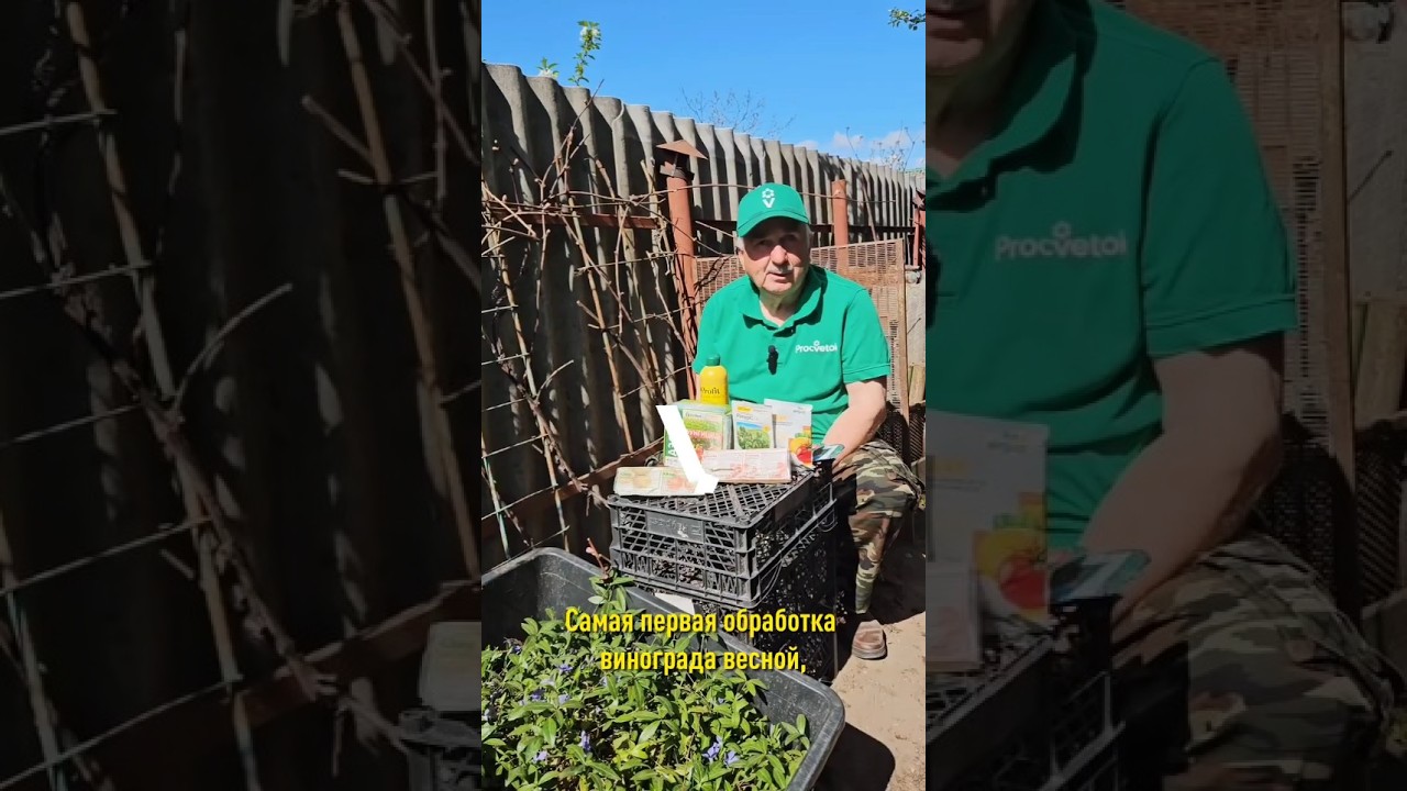 Самая важная обработка винограда, без которой хорошего урожая не ждите!