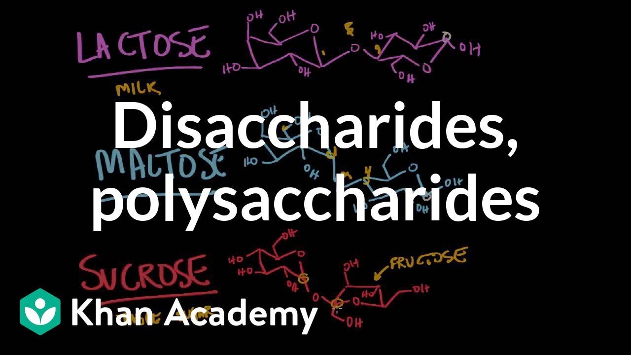 Disaccharides and polysaccharides | Chemical processes | MCAT | Khan Academy