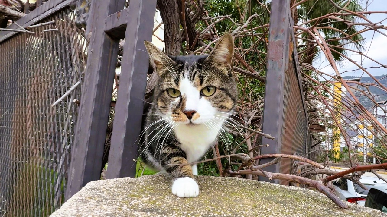 Big Tabby Cat Climbs Down From a Tree to Say Hello