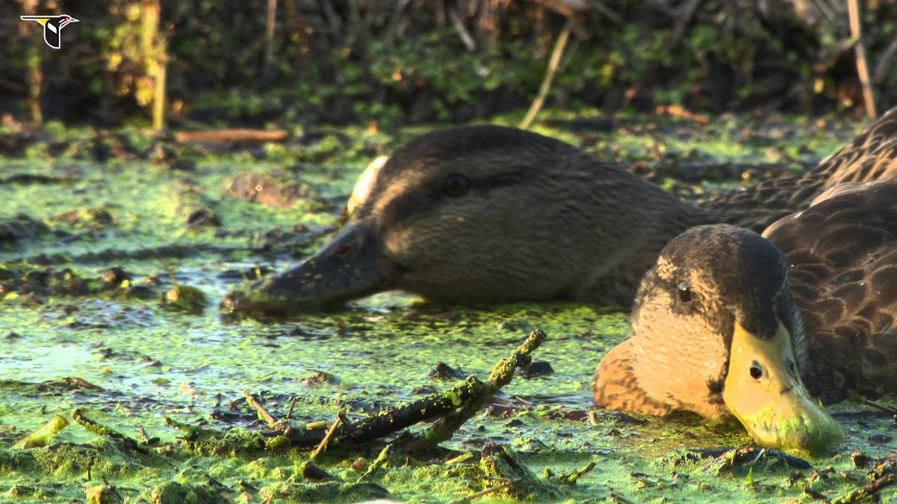 A couple of Mallards 