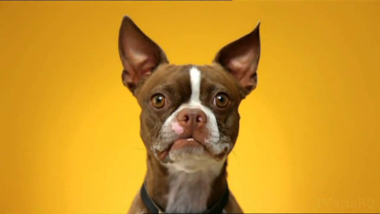 Pedigree - DENTAstix - February 2011 - TV Advert