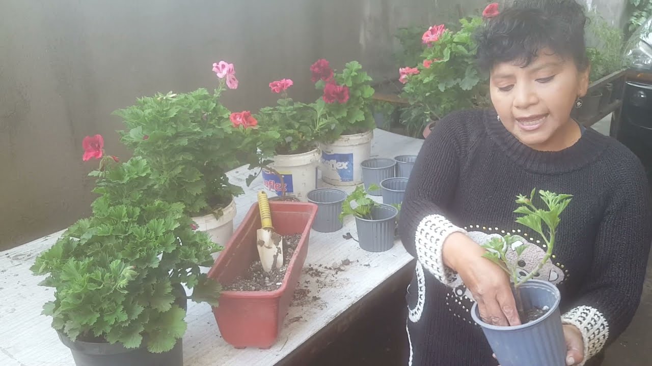 Cuidado y reproducción de los geranios rey-Mercedes cuida sus plantas