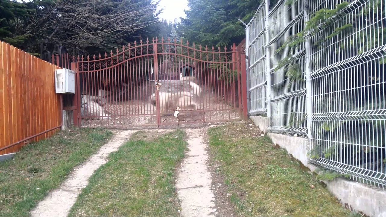 Mioritic de Tohanul Nou,agresiv.