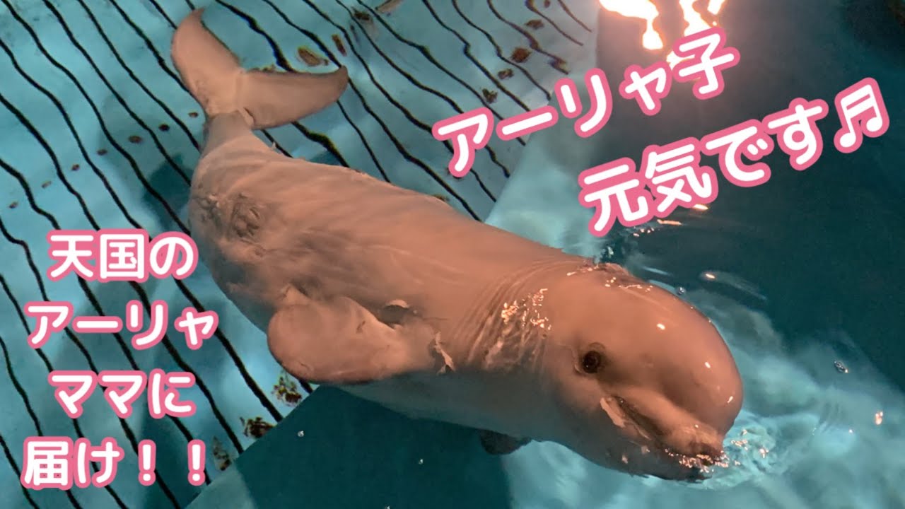 【シロイルカ人工保育中】アーリャ子生後1か月・元気です！アーリャママ見守っていてね【しまね海洋館アクアス】