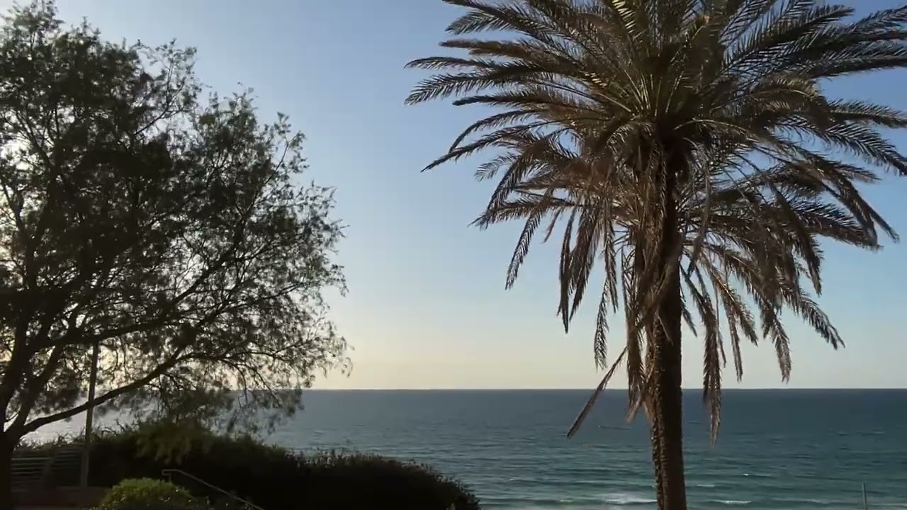 Ocean Waves and Palm Tree View — Calm Coastal Visual Pause