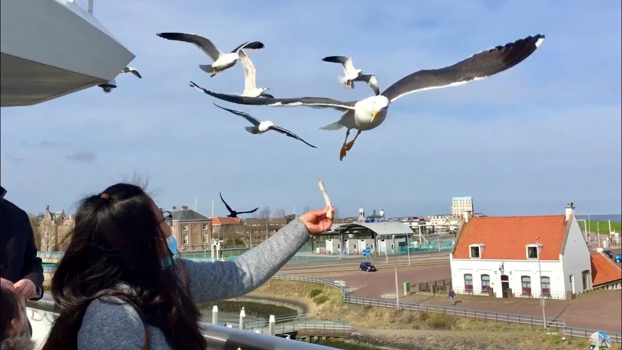 Texel Island escapade Part 3: Feeding the Seagulls