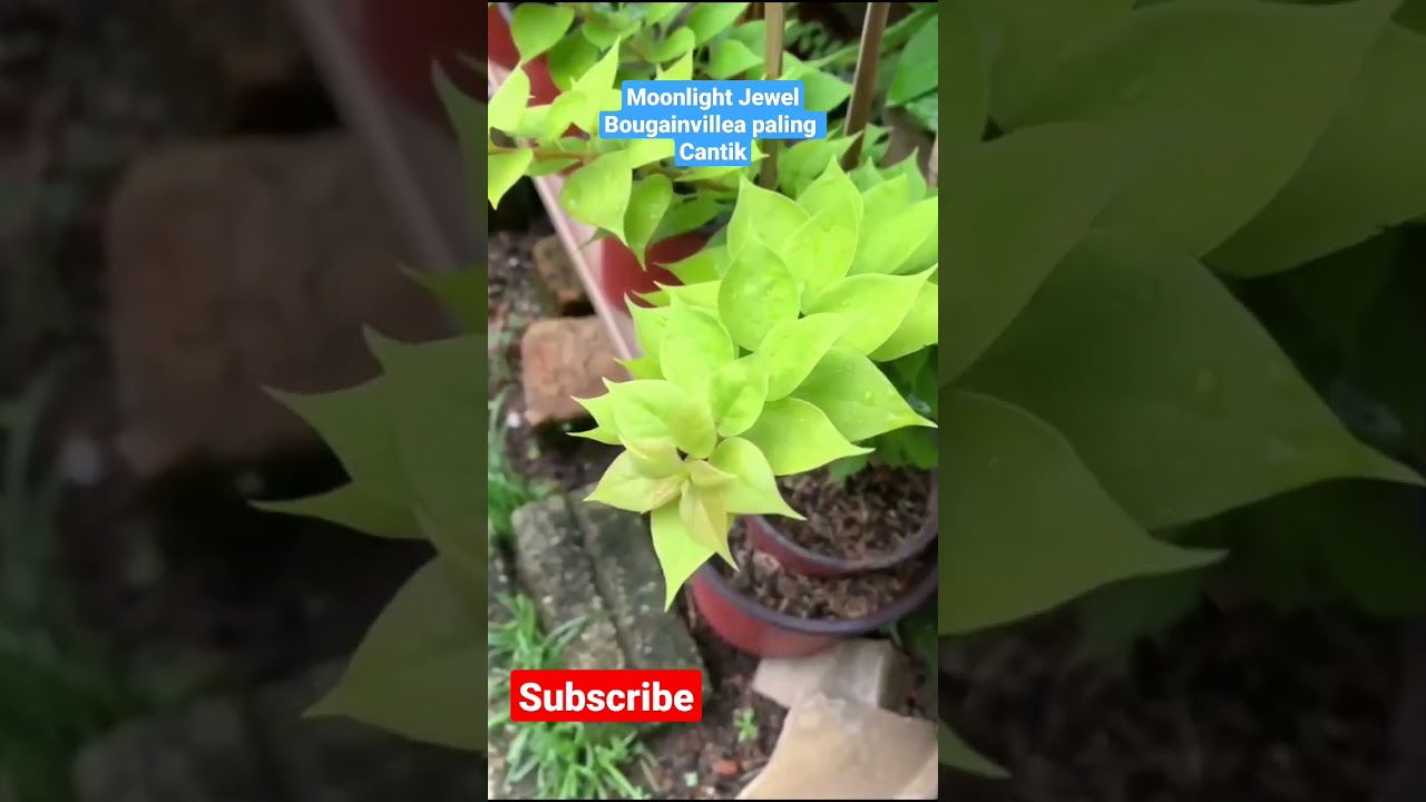 Moonlight Jewel. Bunga Kertas Sirih Junjung Paling Cantik Harga Bangsawan.