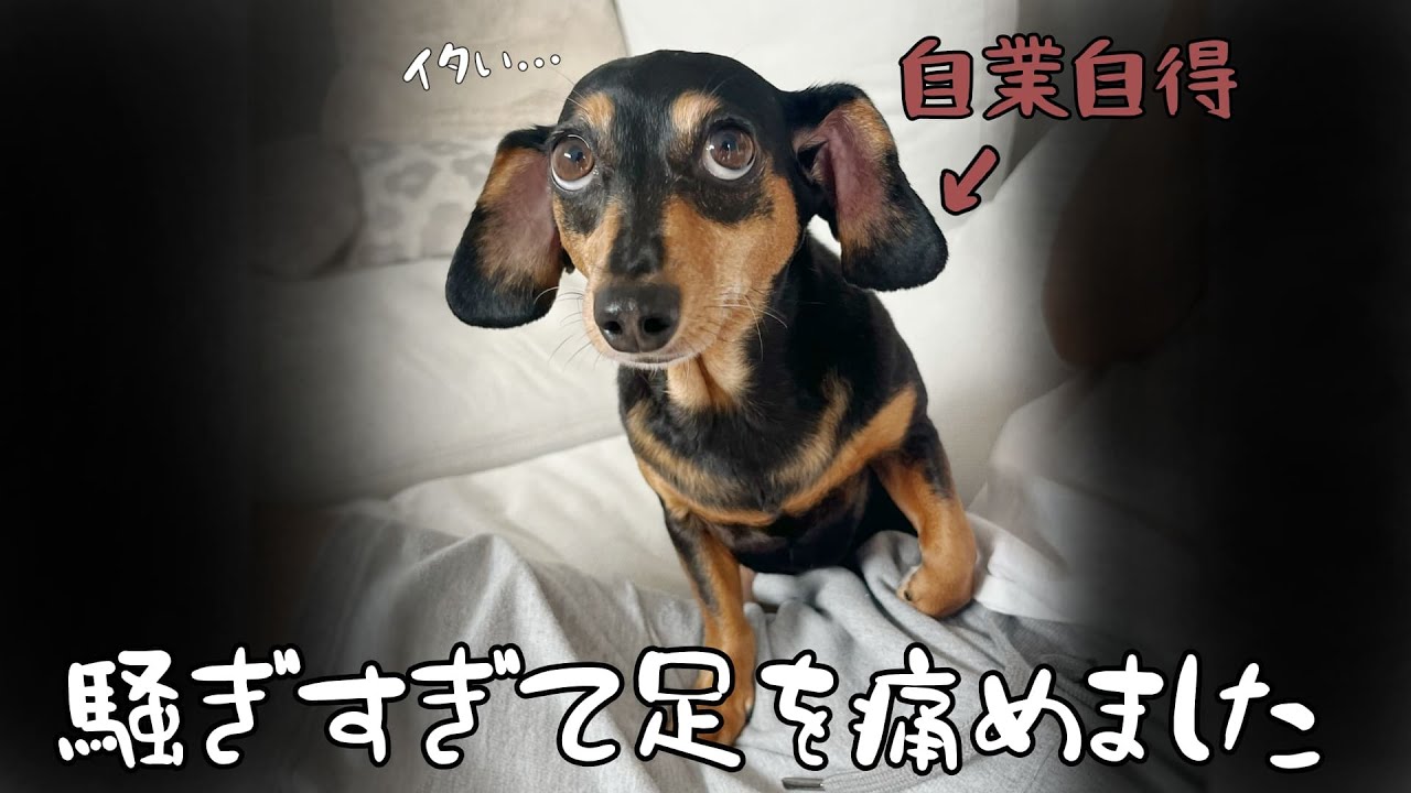 すっきりして大はしゃぎした犬の末路