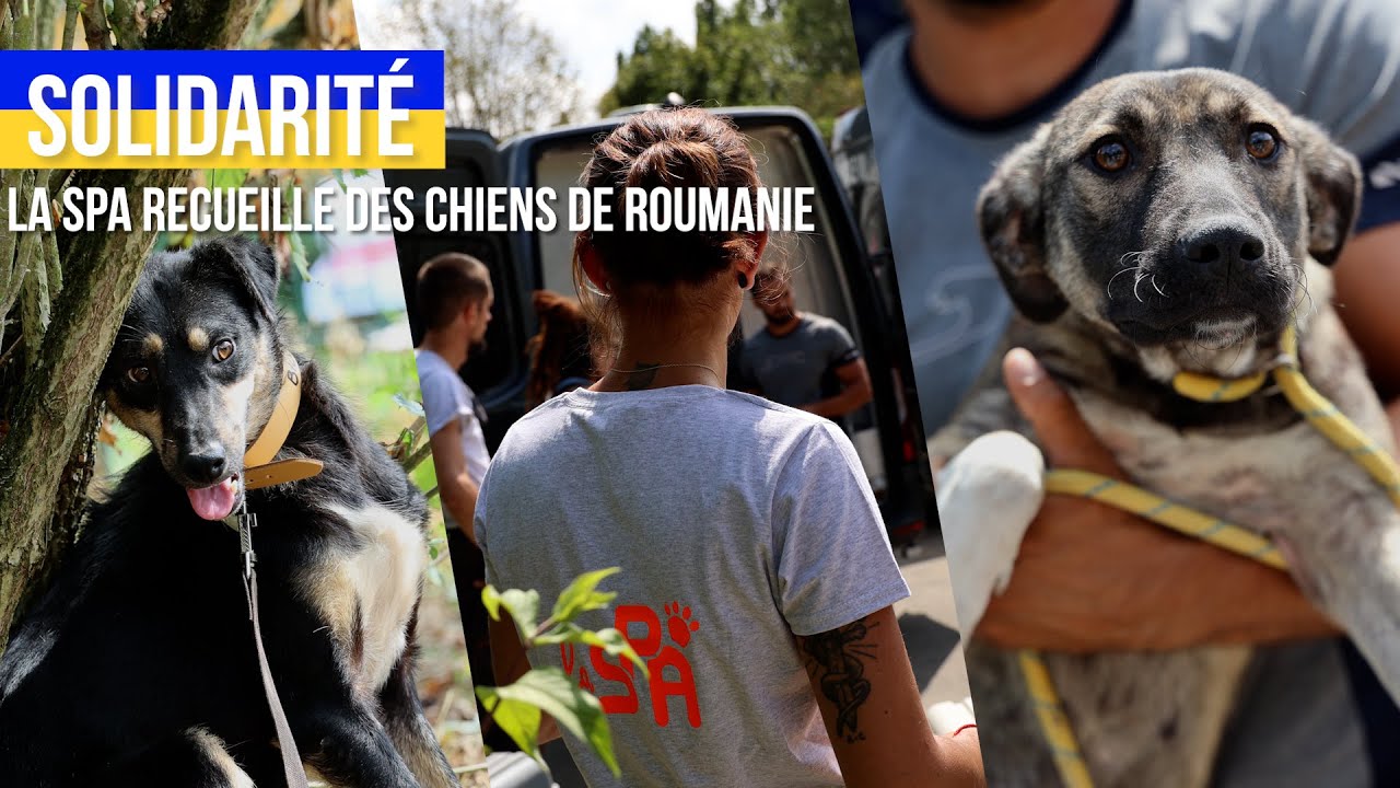 Solidarité Ukraine : La SPA recueille des chiens en provenance de Roumanie​