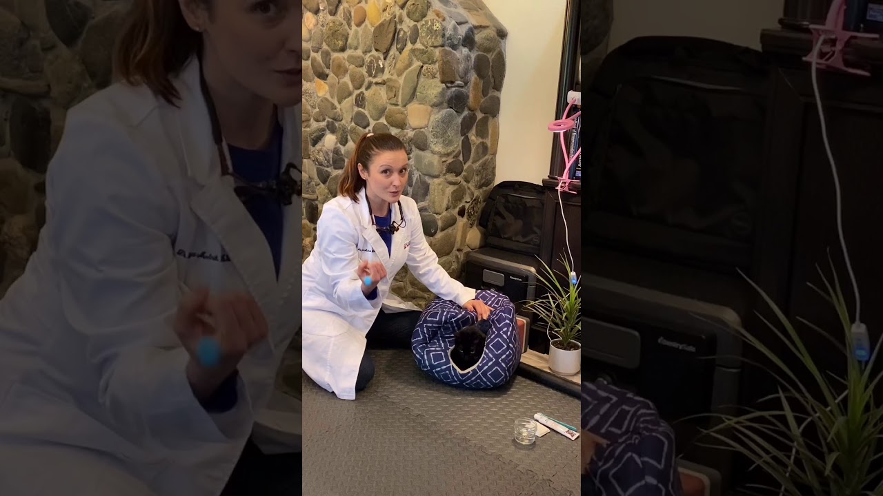 Dr  Melnik kitty teeth cleaning