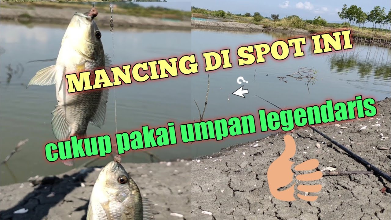 MANCING IKAN MUJAHIR PAKAI UMPAN LEGENDARIS