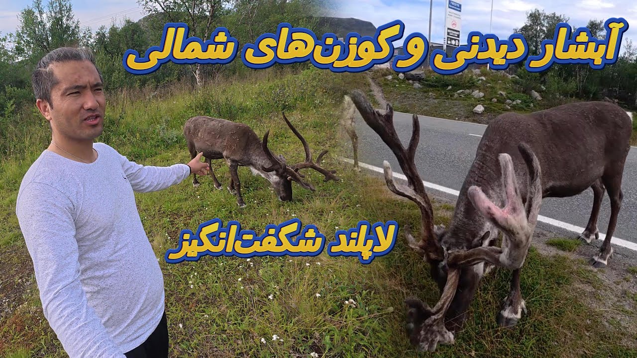 جادوی لاپلند؛ آبشار رؤیایی و ملاقات نزدیک با گوزن‌های شمالی 