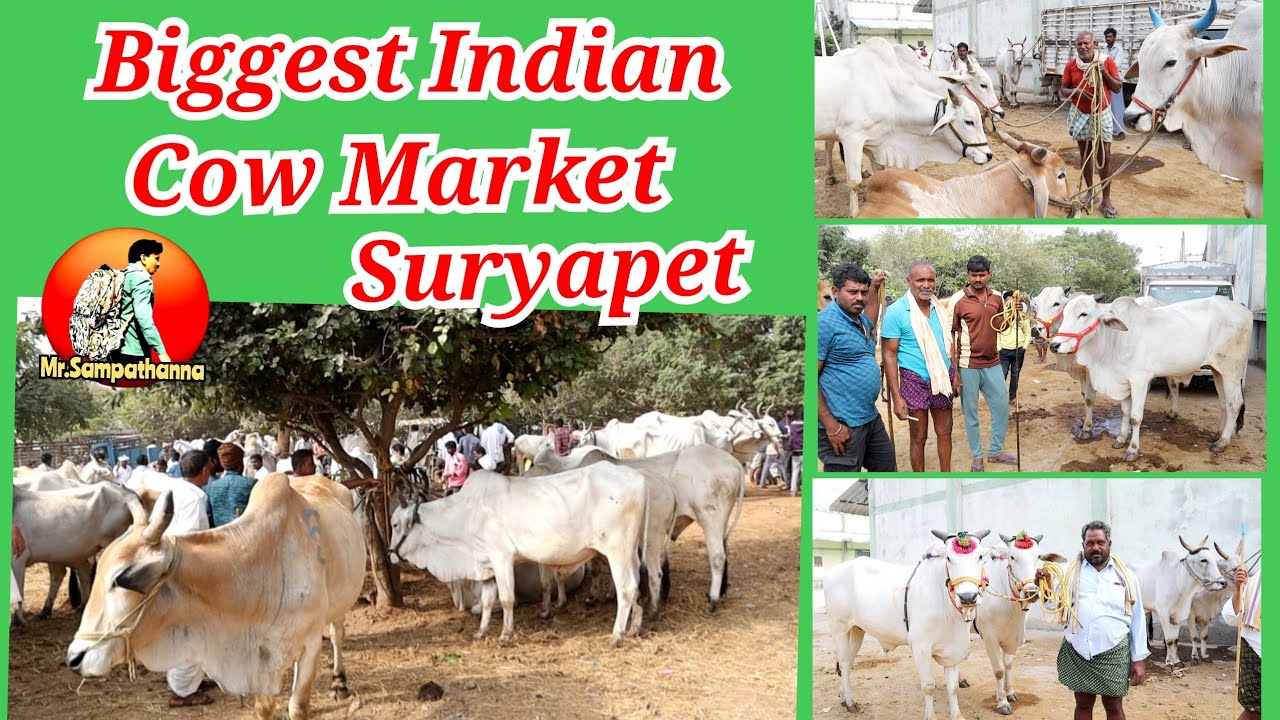 Indian Biggest Cow Market At Suryapet | Telangana State Of India | INDIAN STREET MARKET