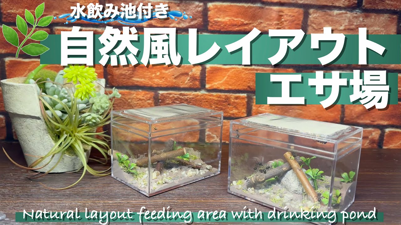 【自作】🚰水飲み池付き🌿自然風レイアウト餌場🐜アリ飼育に欠かせないエサ場ケースに一工夫を加えてアリ達の生き生きした姿を観察しよう！！