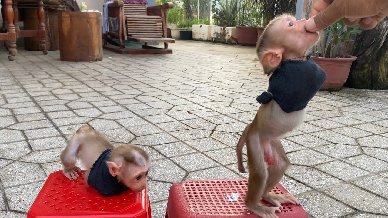 This is the method for teaching a young monkey to walk like a person