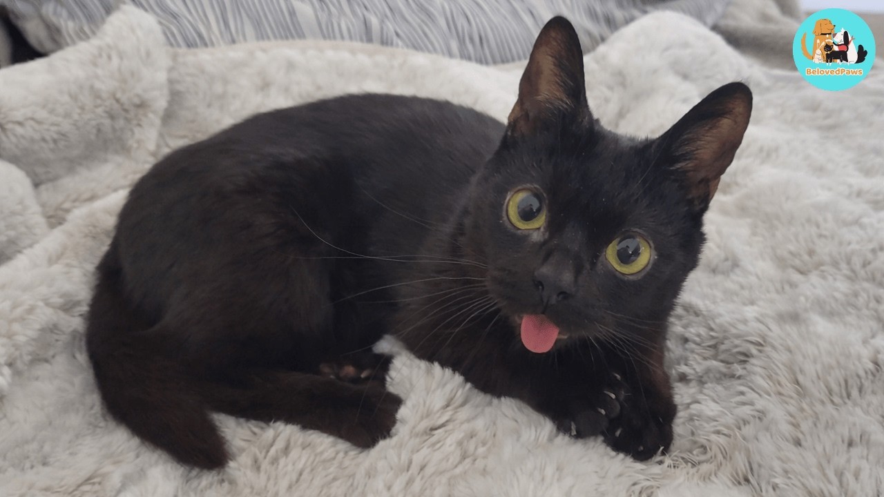 A Faint Cry in the Cold Wind… And the Cat Who Was Meant to Die