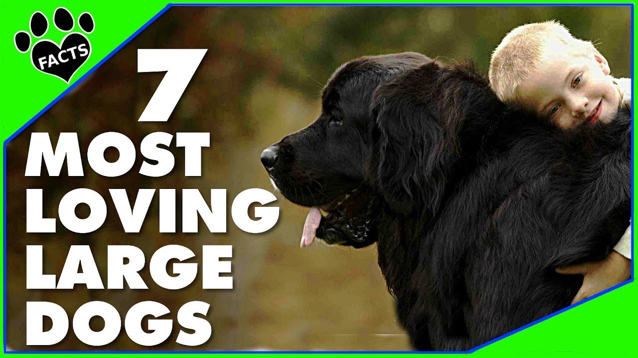 7 Most Affectionate Large Dog Breeds That Will Melt Your Heart - Dogs 101