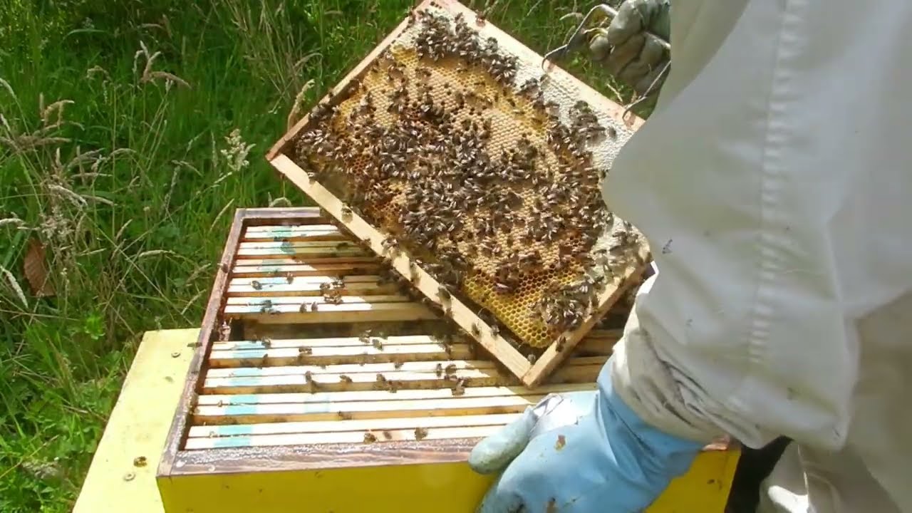 les abeilles le 2 août visites de ruches voir les colonies les essaims de l'année abeilles noires