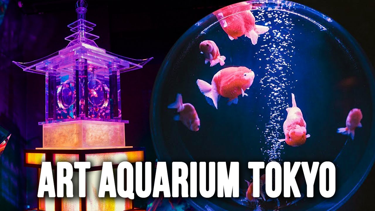 Самый большой в мире аквариум с золотыми рыбками — Art Aquarium Tokyo