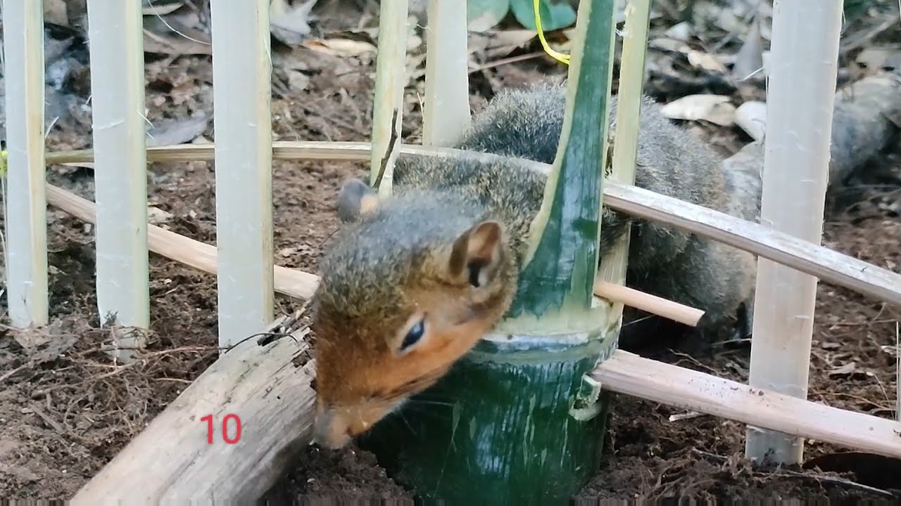 Wild Trap Create Amazing easy Trap to catch rat in forest