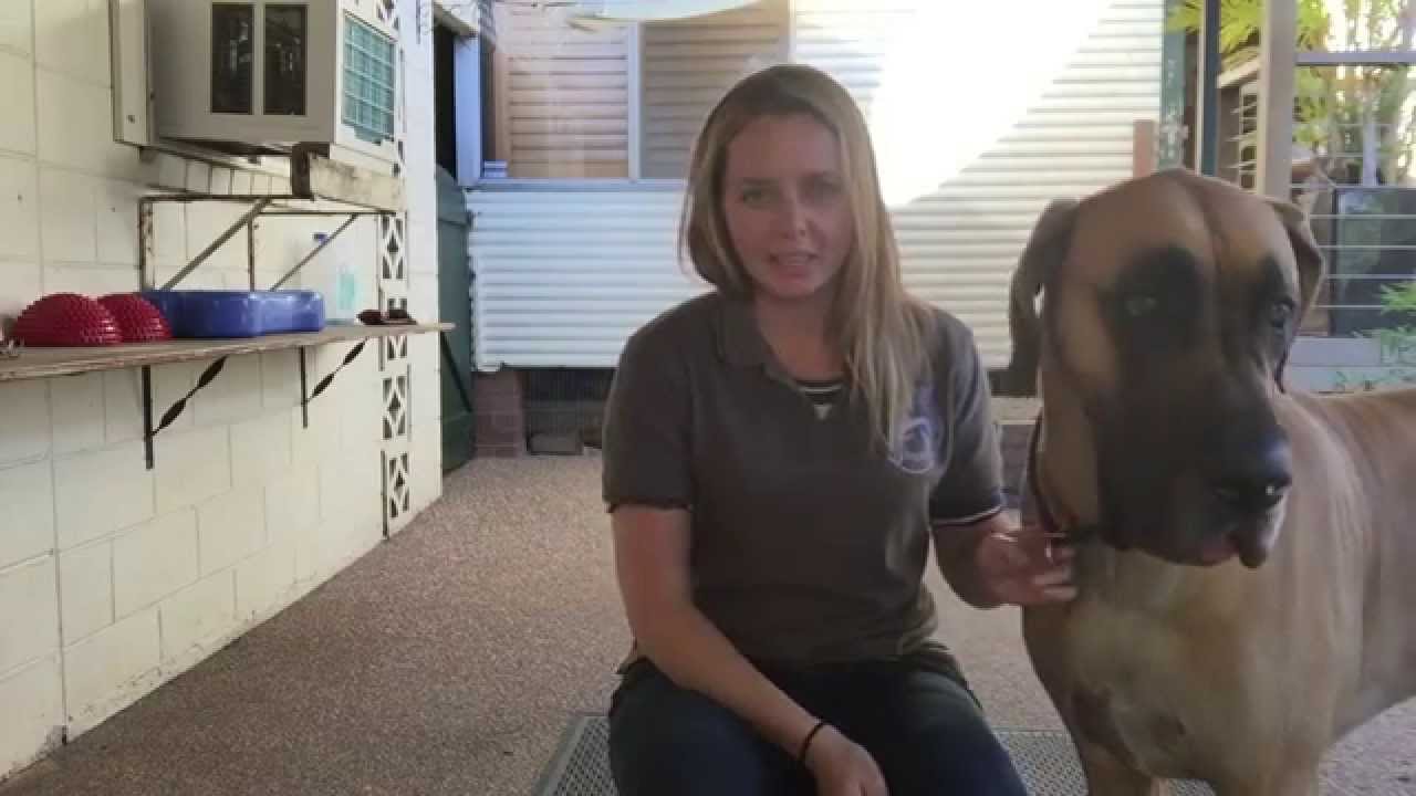 Rear End Taping #1 | Canine Kinesiology / Fascial Taping
