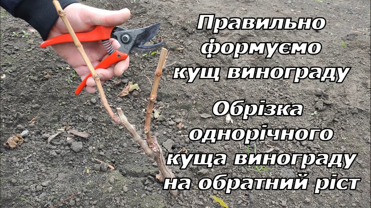Обрізка однорічного куща винограду на обратний ріст 2024