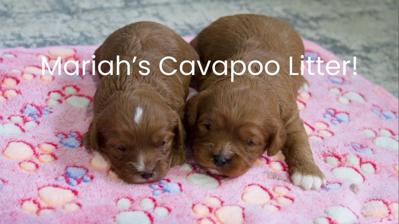 Mariah's Cavapoo Litter Update!