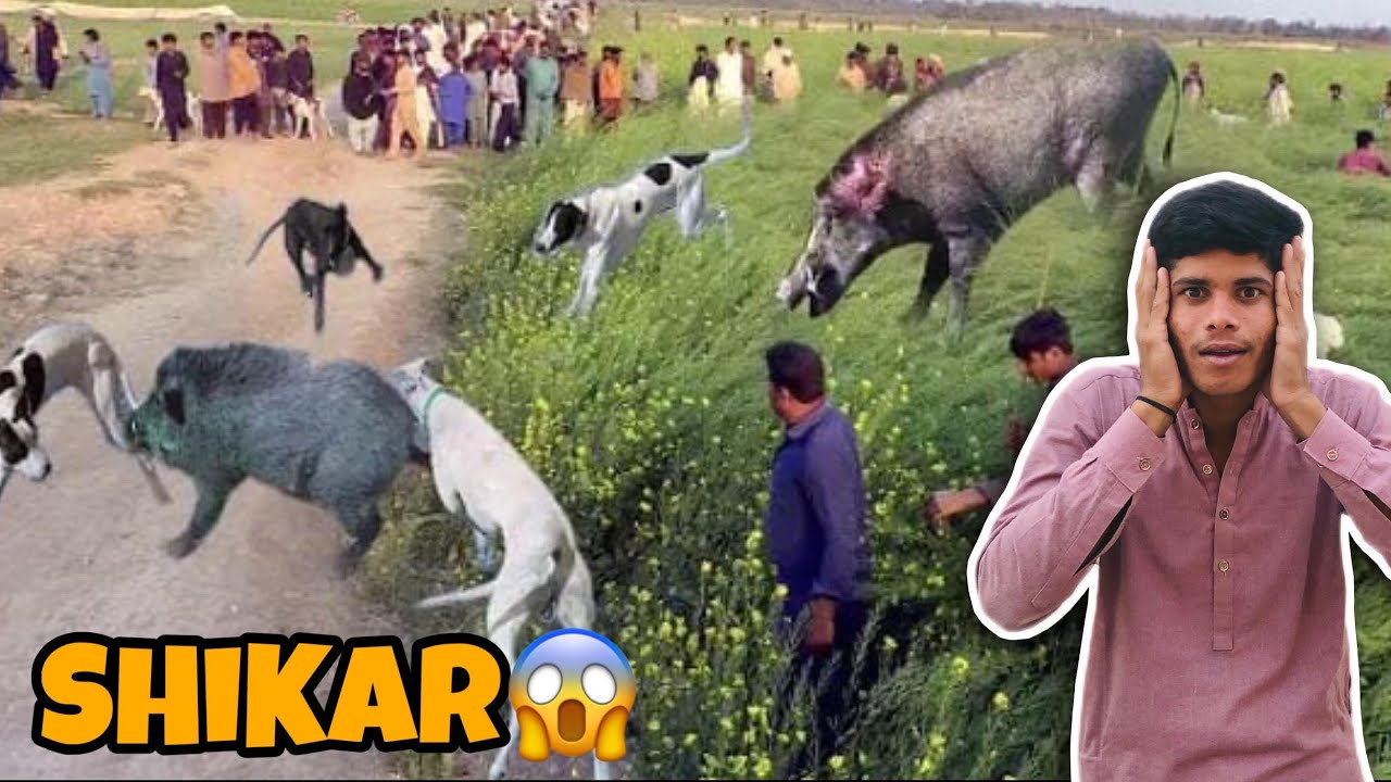 Danger Animal 🦔 Ka Shikar Kiya||😱Police Ne Pkar Liya||😩