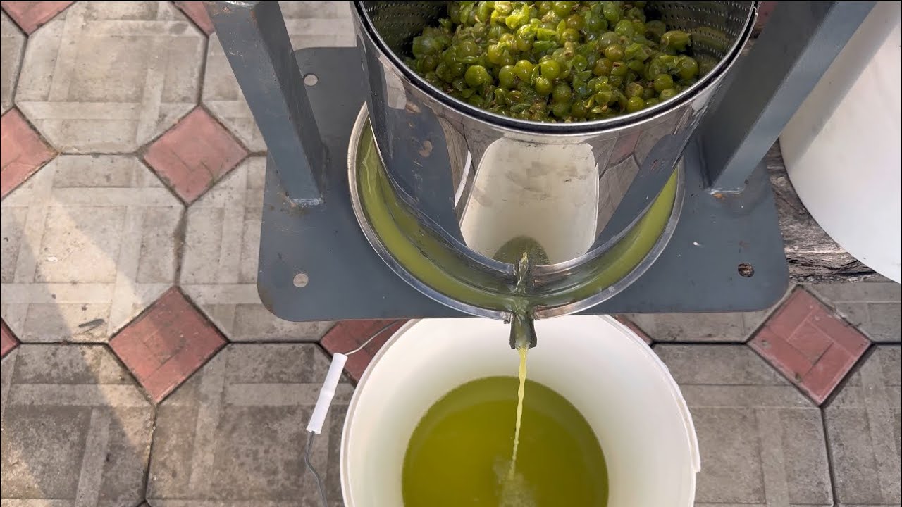 Мускат, Цитронний Магарача. Перший врожай 2024. Біле вино 🍷. Повний процес виробництва вина