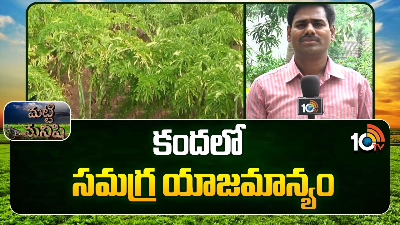 Pigeonpea Farming: కందలో సమగ్ర యాజమాన్యం | Pigeonpea Yield with Tips | Matti Manishi | 10TV