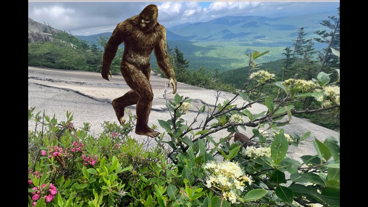 Sasquatch sighting at Eastman Mountain Chatham New  Hampshire