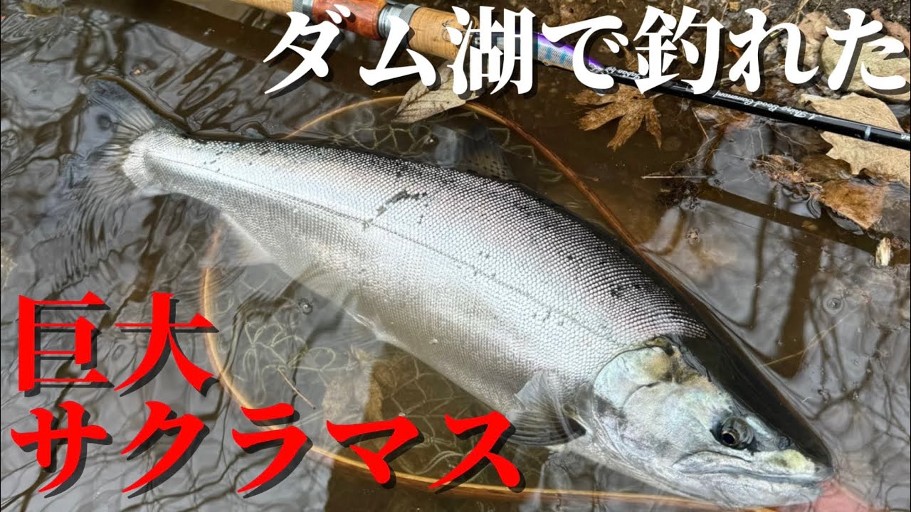 ダム湖で巨大サクラマス？？追い求めた魚に歓喜❗️